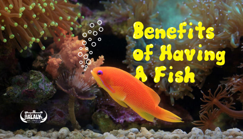 Benefits of Having A Fish Aquarium At Home